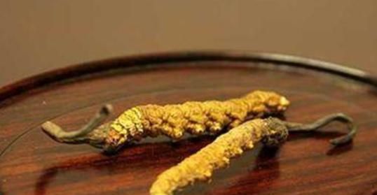 冬虫夏草是什么东西，冬虫夏草是什么东西？是虫子么？图8