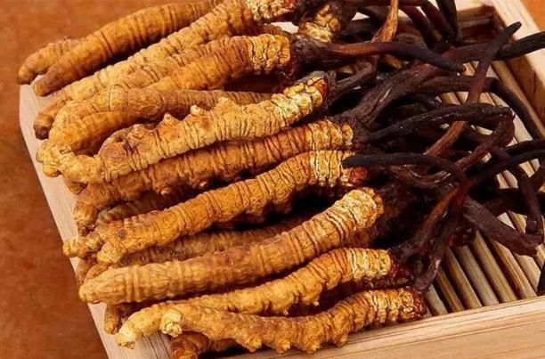 冬虫夏草是什么东西是虫子么