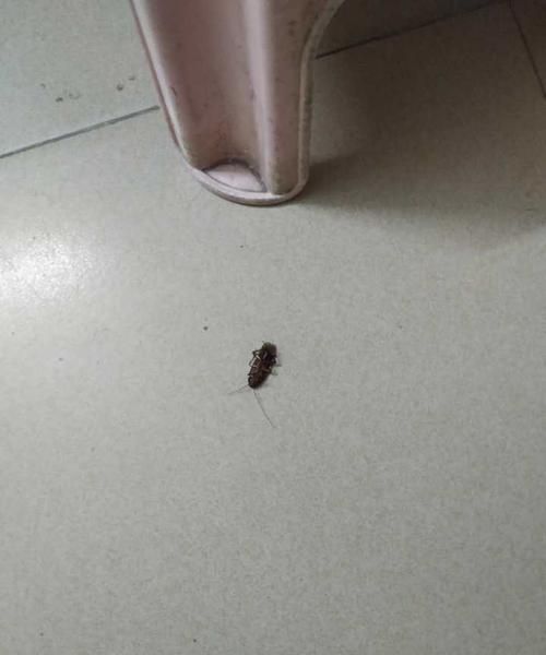 家里有蟑螂怎么办最有效的方法