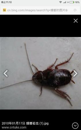 家里蟑螂太多了怎么去除蟑螂