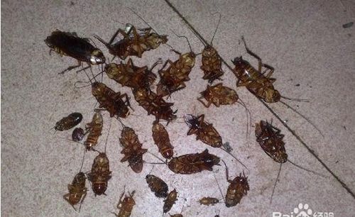 怎么去除家里的蟑螂