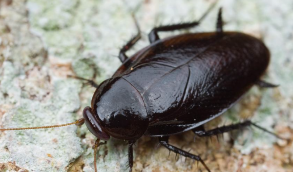 如何去除家中蟑螂,家里的蟑螂可以杀死吗图4