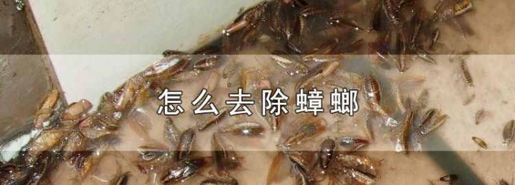 三饶镇 怎样彻底除掉家里的蟑螂