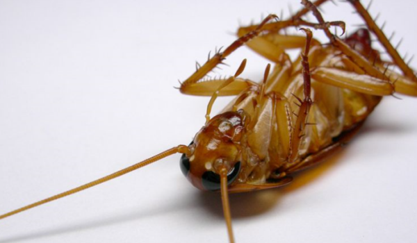 如何去除家中蟑螂,家里的蟑螂可以杀死吗图7