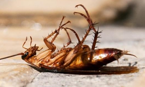 如何去除家中蟑螂,家里的蟑螂可以杀死吗图3