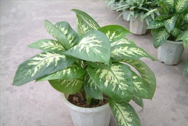 吸甲醛的植物，房子新装修，去甲醛的植物有哪些？图3