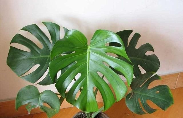 吸甲醛的植物，房子新装修，去甲醛的植物有哪些？图4