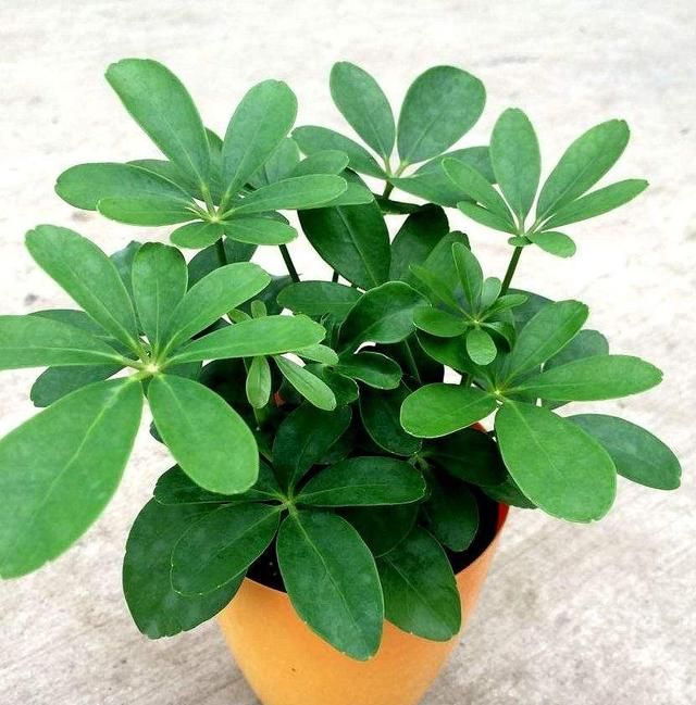 吸甲醛的植物，房子新装修，去甲醛的植物有哪些？图5