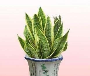 吸甲醛的植物，房子新装修，去甲醛的植物有哪些？图2