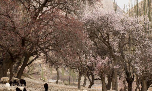 池州杏花村的由来,牧童遥指杏花村中的杏花村指的是图2