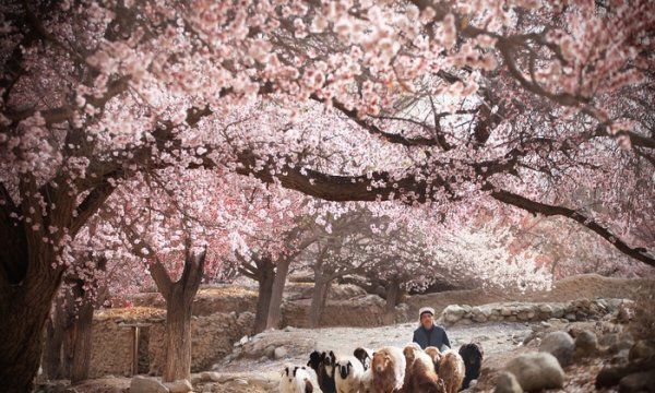 池州杏花村的由来,牧童遥指杏花村中的杏花村指的是图3