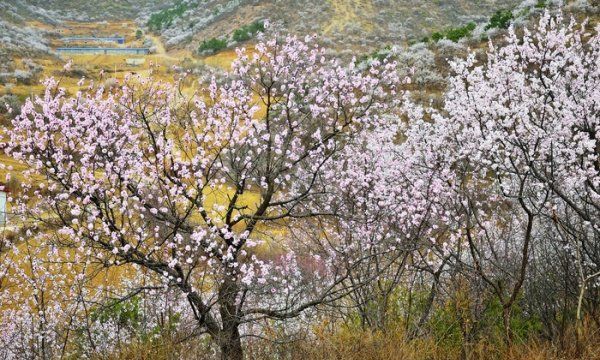 池州杏花村的由来,牧童遥指杏花村中的杏花村指的是图1