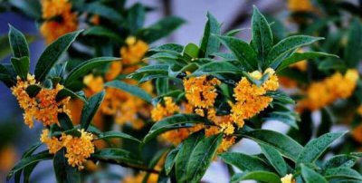 ​秋天有什么花,秋天有什么花