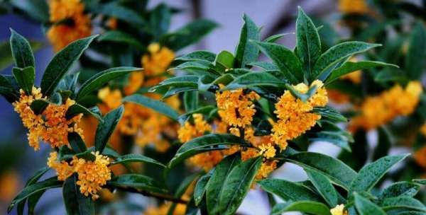 秋天有什么花,秋天有什么花图1