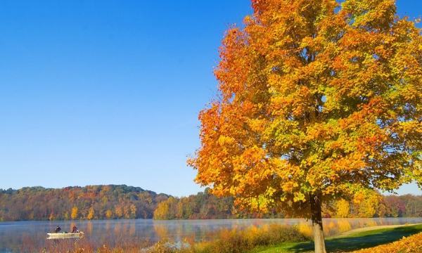 秋天有什么花,秋天有什么花图7