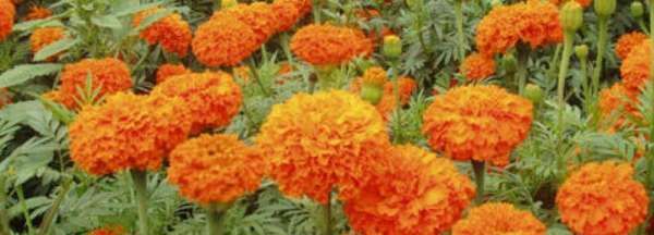 秋天有什么花,秋天有什么花图4