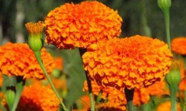 秋天有什么花,秋天有什么花图5