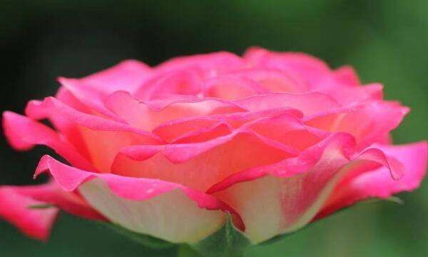 秋天有什么花,秋天有什么花图6