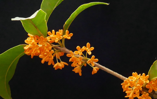 秋天有什么花,秋天有什么花图8