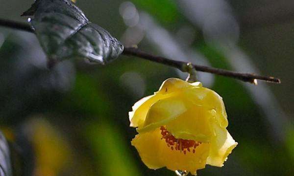 秋天有什么花,秋天有什么花图3