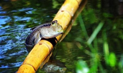 ​什么鱼能在陆地生活还能爬树，什么动物爬树又吃鱼？