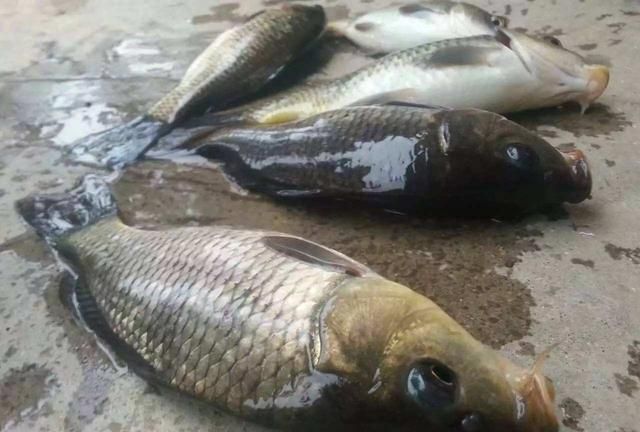 什么鱼能在陆地生活还能爬树，什么动物爬树又吃鱼？图10