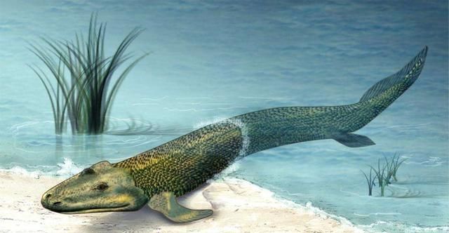 什么鱼能在陆地生活还能爬树，什么动物爬树又吃鱼？图13