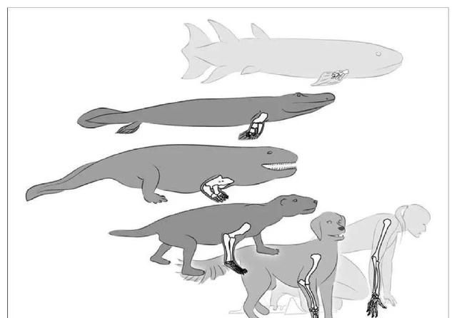 什么鱼能在陆地生活还能爬树，什么动物爬树又吃鱼？图15