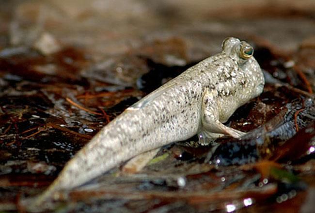 这种鱼书名叫什么，一到下雨天水田里就有许多，没水也能活好几个小时，望指点