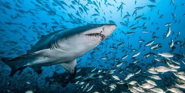 什么鱼能在陆地生活还能爬树，什么动物爬树又吃鱼？图5