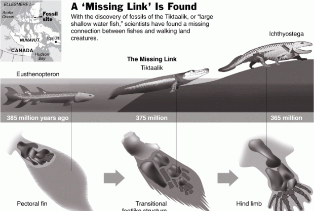 什么鱼能在陆地生活还能爬树，什么动物爬树又吃鱼？图14