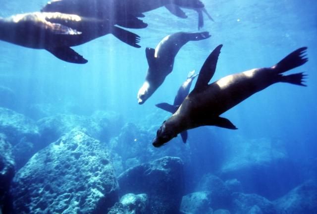 什么鱼能在陆地生活还能爬树，什么动物爬树又吃鱼？图9