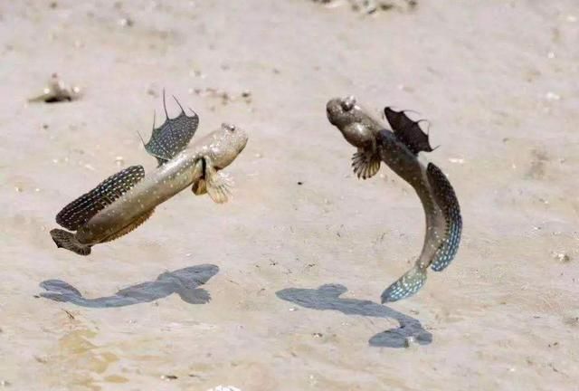 什么鱼能在陆地生活还能爬树，什么动物爬树又吃鱼？图11