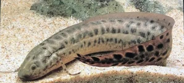 什么鱼能在陆地生活还能爬树，什么动物爬树又吃鱼？图12