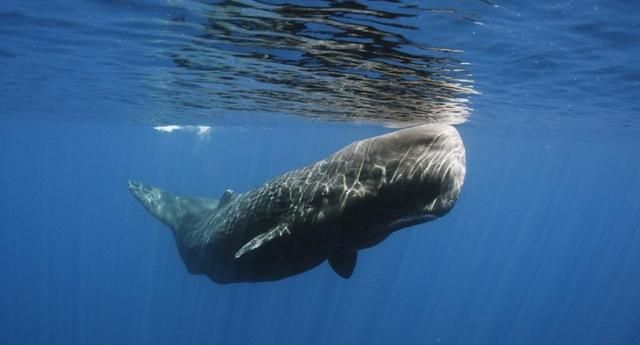 什么鱼能在陆地生活还能爬树，什么动物爬树又吃鱼？图8