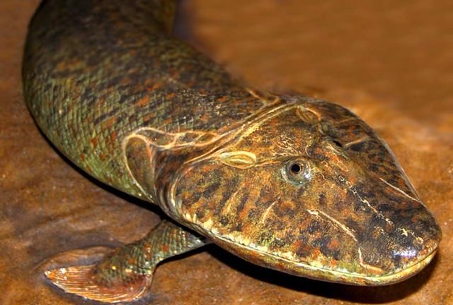 什么鱼能在陆地生活还能爬树，什么动物爬树又吃鱼？图3