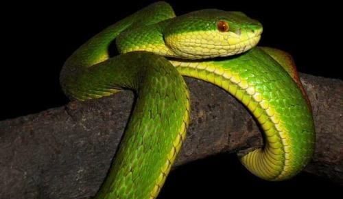 青色的蛇有哪几种,绿色的蛇叫什么蛇?有毒吗图2