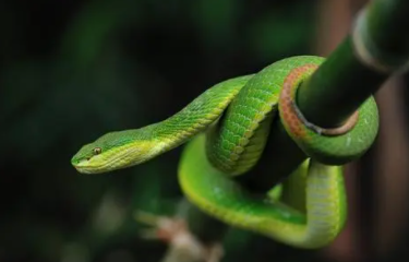 青色的蛇有哪几种,绿色的蛇叫什么蛇?有毒吗图4