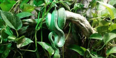 ​青色的蛇有哪几种,绿色的蛇叫什么蛇?有毒吗