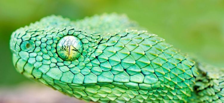 全身翠绿色红红的眼睛是什么蛇