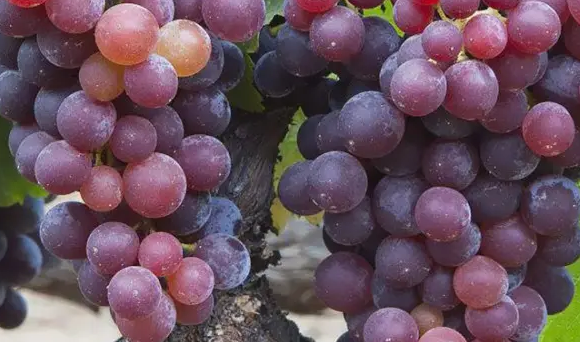 秋天红色的水果有哪些,秋天有什么水果图10