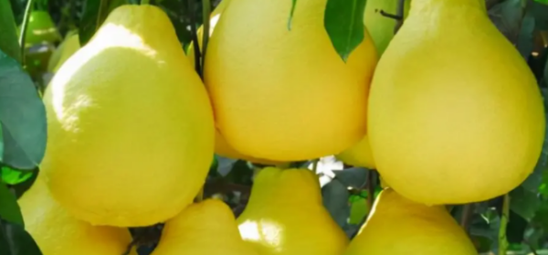 秋天红色的水果有哪些,秋天有什么水果图5