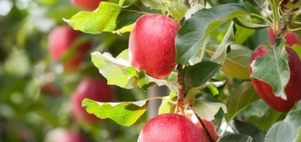 秋天红色的水果有哪些,秋天有什么水果图3