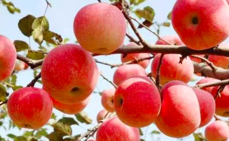 秋天红色的水果有哪些,秋天有什么水果图1