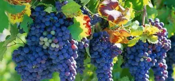 秋天红色的水果有哪些,秋天有什么水果图4