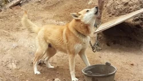 黄鼠狼怕什么，黄鼠狼怕狗或猫吗？什么情况下会害怕？图4