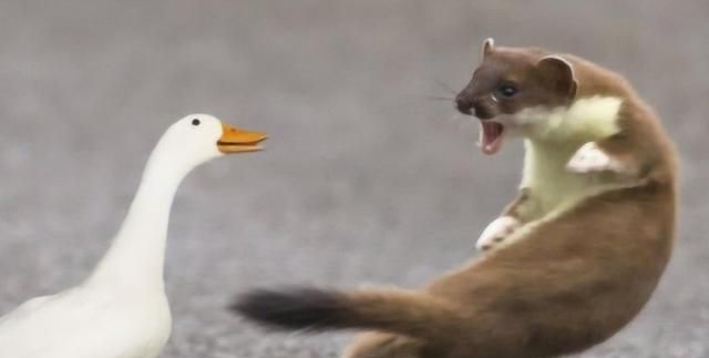 黄鼠狼怕什么，黄鼠狼怕狗或猫吗？什么情况下会害怕？图5