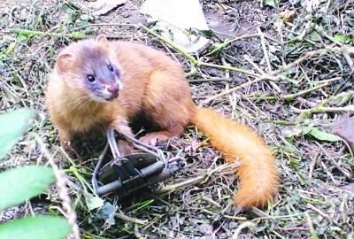 黄鼠狼怕什么，黄鼠狼怕狗或猫吗？什么情况下会害怕？图6