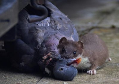 ​黄鼠狼怕什么，黄鼠狼怕狗或猫吗？什么情况下会害怕？