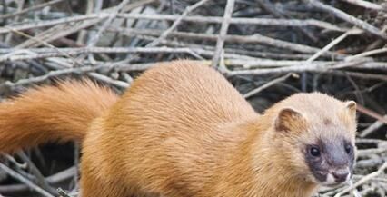 黄鼠狼害怕什么声音